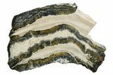 Mammoth Molar Slice With Case - South Carolina #349980-1